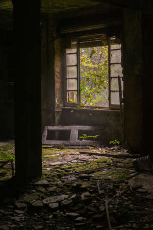 Old abandoned house window with mold and moss on the floor and green wall and plant that grow insideの写真素材