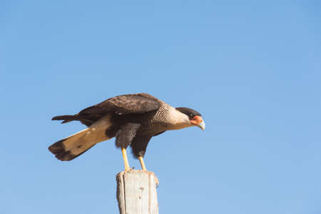 The caracara in Serra da Canastra, Minas Gerais, Brazilの写真素材