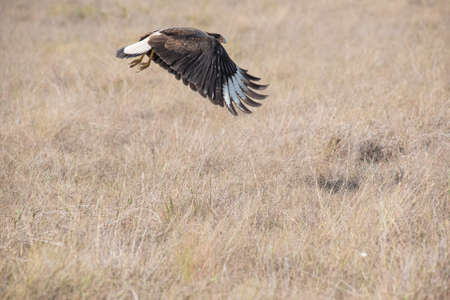 The caracara in Serra da Canastra, Minas Gerais, Brazilの写真素材