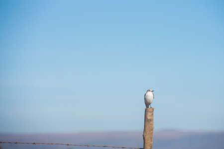 small, black and white, bird, saw, canasta, Minas Gerais, Brazilの写真素材