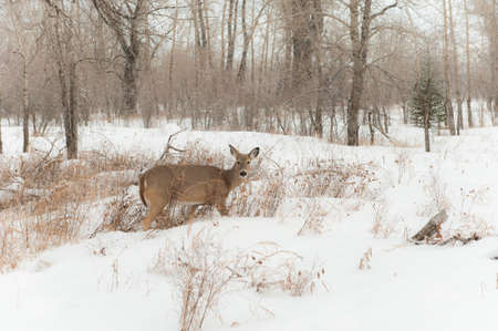 deers, deer, calgary, alberta, canada, forestの写真素材