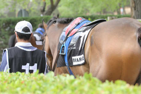 The intense excitement of horse racingの写真素材