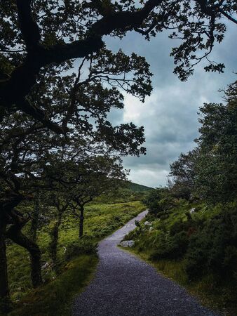 Hiking trail heading to the mountains crossing the forest in a cloudy dayの写真素材