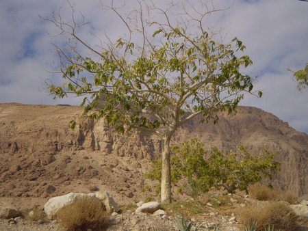 great tree in the middle of the desertの写真素材