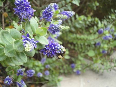 bee making honeyの写真素材