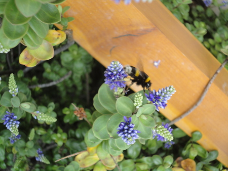 beautifull beeの写真素材