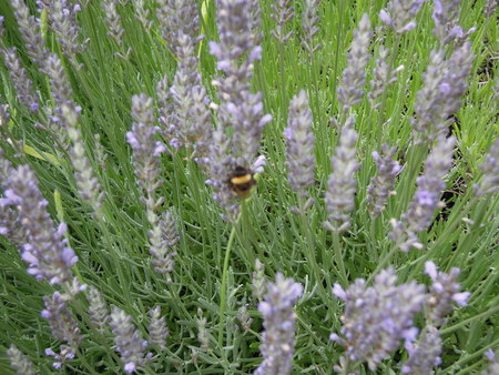 hidden beeの写真素材