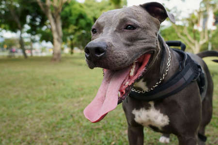 Pit bull dog playing in the park at sunset. Blue nose pitbull on sunny day and open countryside with...