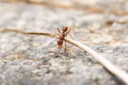 Macro closeup of red ant on white cement floor.の写真素材