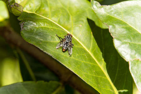 Macro closeup of fly on top of plant.