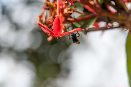 Macro closeup of fly on top of flowers.