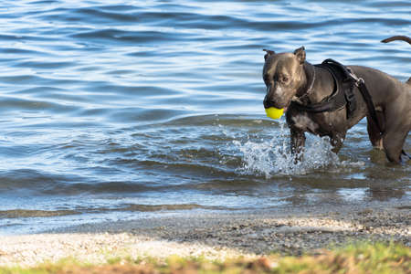 Pit bull dog playing in the Araruama lagoon, in Rio de Janeiro. Sunset light in sunny day. The...