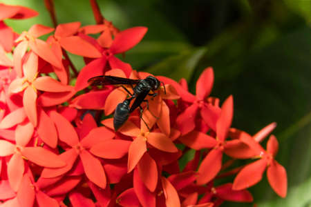 Macro closeup of red Ixora Coccinea flowers in Brazilian garden.の写真素材