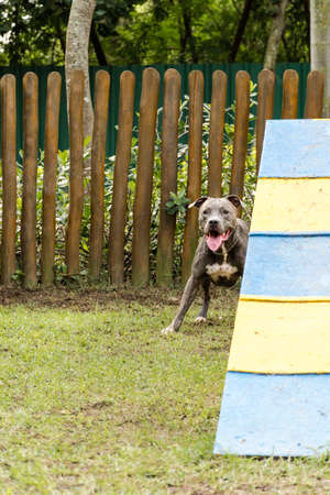 Pit bull dog playing in the park. The pitbull takes advantage of the sunny day to have fun. Dog place with green grass, and fence with wooden stakes. Toys like a ramp for him to exercise.の写真素材