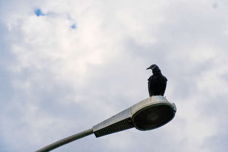 Vulture on top of the light pole. Partially sunny day with some clouds.の写真素材
