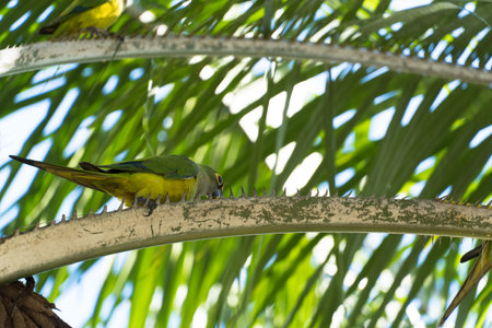 Birds called Maritacas, with green and yellow feathers, eating fruit from the tree in a Brazilian...