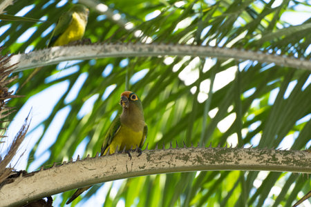 Birds called Maritacas, with green and yellow feathers, eating fruit from the tree in a Brazilian...