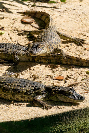 Alligator puppies (yellow papo alligator) in the park of Rio de Janeiro, Brazil.の写真素材