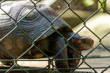Turtlle preserved inside the cage in the park of Rio de Janeiro, Brazil.の写真素材