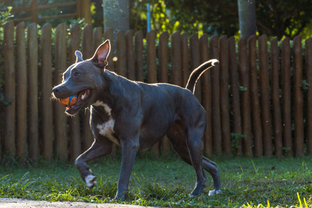 Pit bull dog playing in the park at sunset. Blue nose pitbull in sunny day and green grass with wooden picket fence.の写真素材