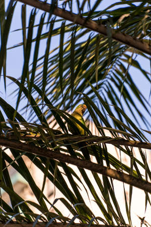 Birds called Maritacas, with green and yellow feathers, eating fruit from the tree in a Brazilian park. Family of Psittacidae of the genus Pionus. Selective focus.の写真素材