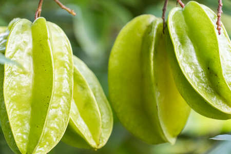 Star fruit still green on the tree. Known as "Carambola" in Brazil.の写真素材