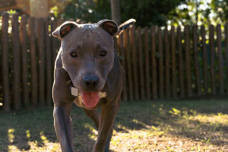 Pit bull dog playing in the park at sunset. Blue nose pitbull on sunny day in a dog park with green...