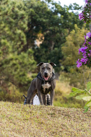 Pit bull dog playing in an open field at sunset. Pitbull blue nose in sunny day with green grass and beautiful view in the background. Selective focus.の写真素材