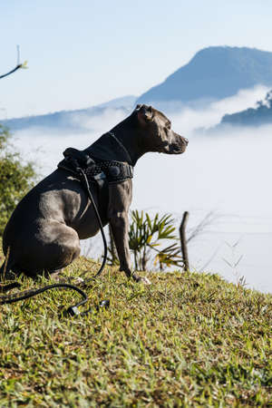 Pit bull dog watching the clouds and fog on the mountain at sunrise. Blue Pitbull nose in sunny day with green grass and beautiful view in the background. Selective focus.の写真素材