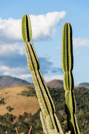 Cactus and vegetation in the foreground with the beautiful view of the petropolis mountains and...