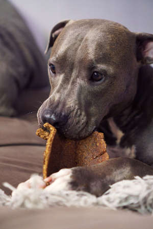 Pit bull dog eating easter egg for pets. Made from canine treats in the shape of an egg.の写真素材