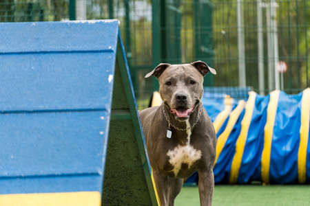 Pit bull dog playing in the park. Dog place with toys like a ramp and take for him to exercise.