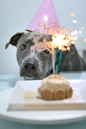 pit bull puppy celebrating birthday, with cake, candle and hat.の写真素材
