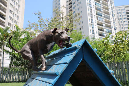pit bull dog in the park. Playing catching the ball on the ramp.の写真素材