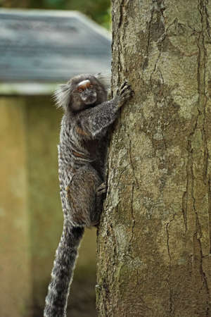 Beautiful monkey climbing the tree.