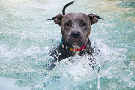 Pit bull dog swimming in pool on sunny day.の写真素材