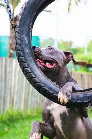 Pit Bull dog playing in the park with the tire. Selective focus.の写真素材