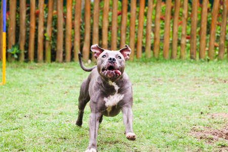 Pit bull dog playing and having fun in the park. Selective focus.の写真素材