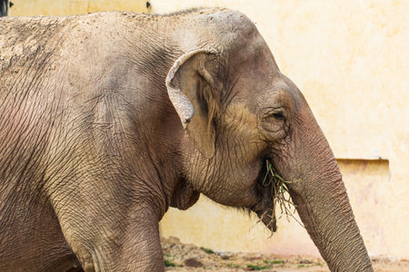 Beautiful adult Elephant, large mammal, in a bio park.の写真素材