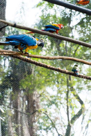 Macaw CanindÃ© eating and flying freely within a park. It is a little smaller than other macaws...