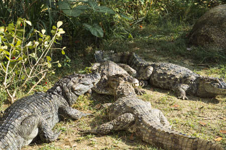 Alligator puppies (pap yellow alligator) in the park of Rio de Janeiro, Brazil.