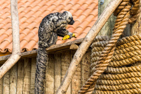 Monkey playing, eating and walking in a biopark in Brazil.