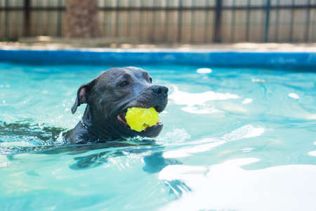 Pit bull dog swimming in the pool in the park. Sunny day in Rio de Janeiro.の写真素材