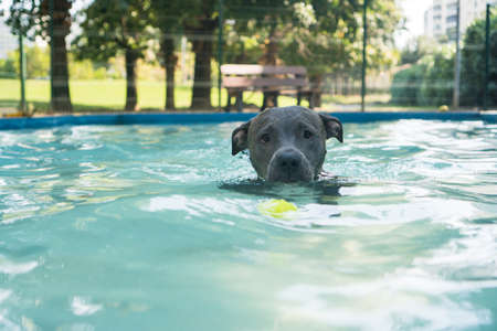 Pit bull dog swimming in the pool in the park. Sunny day in Rio de Janeiro.の写真素材