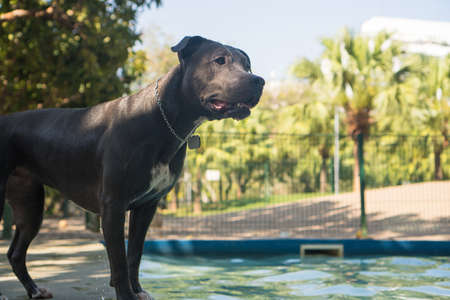 Pit bull dog swimming in the pool in the park. Sunny day in Rio de Janeiro.の写真素材