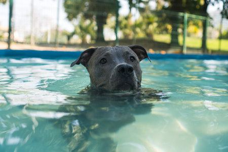Pit bull dog swimming in the pool in the park. Sunny day in Rio de Janeiro.の写真素材