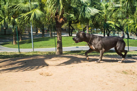 Pit bull dog playing in the park. The pitbull takes advantage of the sunny day to have fun.の写真素材