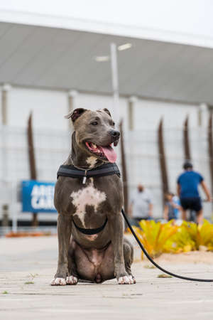 Pit bull dog walking in Barra da Tijuca park, Rio de Janeiro. Cement floor, some gymnasiums and trees around. Cloudy day. Selective focus.の写真素材