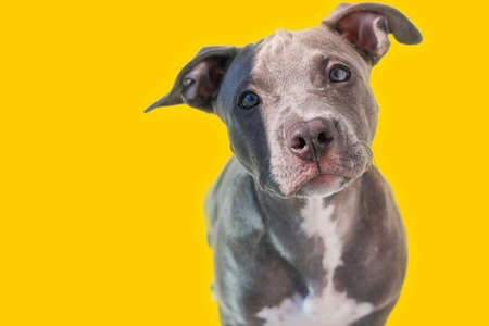 Close up of a Pit Bull dog puppy isolated on yellow background. Selective focus.の写真素材