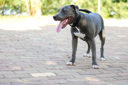 Pit bull puppy dog playing and having fun in the park. Selective focus.の写真素材